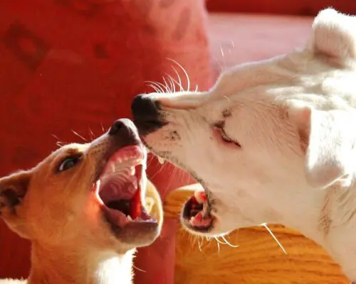 dogs barking at each other