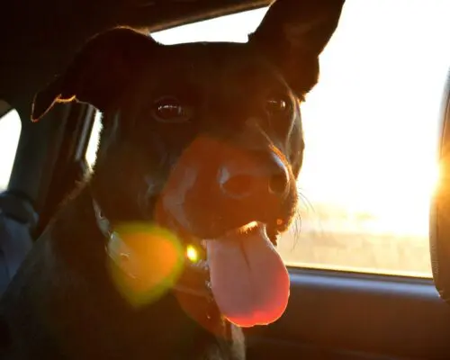 dog in car