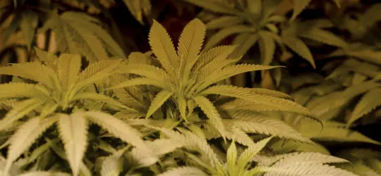 marijuana-law